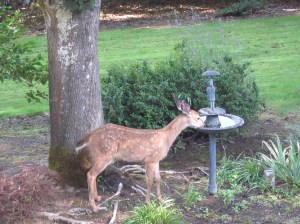 A little young for Antlers, but...